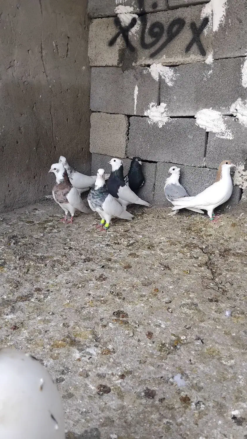 کبوتر|پرنده|شوشتر, |دیوار