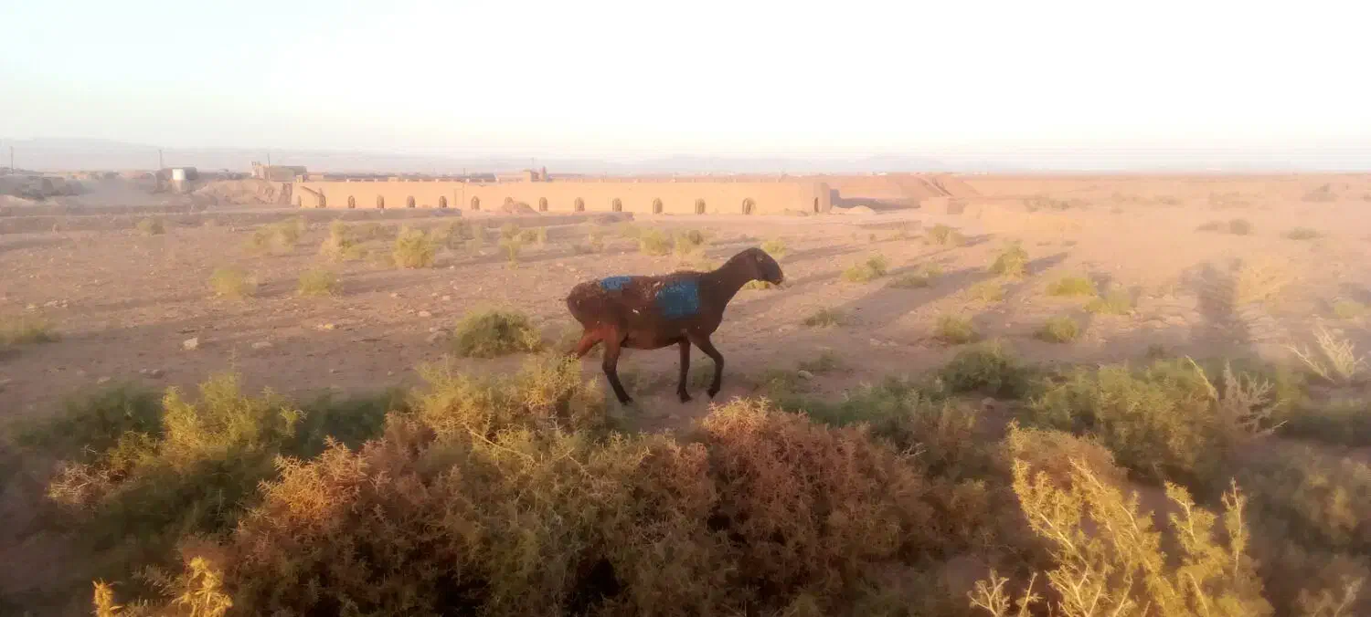 گوسفند جوان|حیوانات مزرعه|تربت جام, میان جام|دیوار