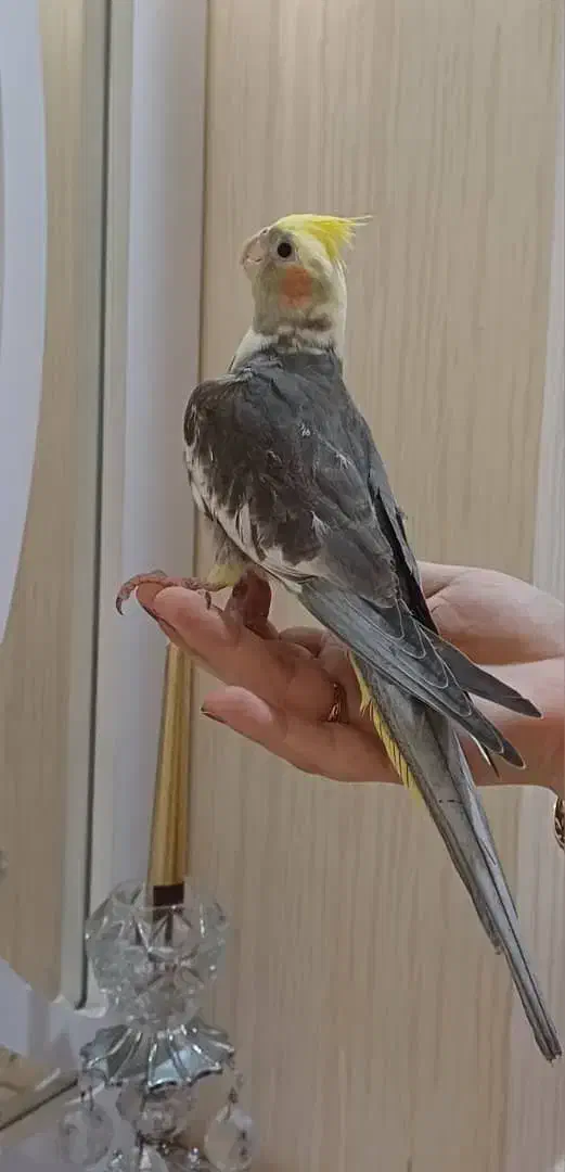 عروس هلندی|پرنده|لاهیجان, گلستان|دیوار