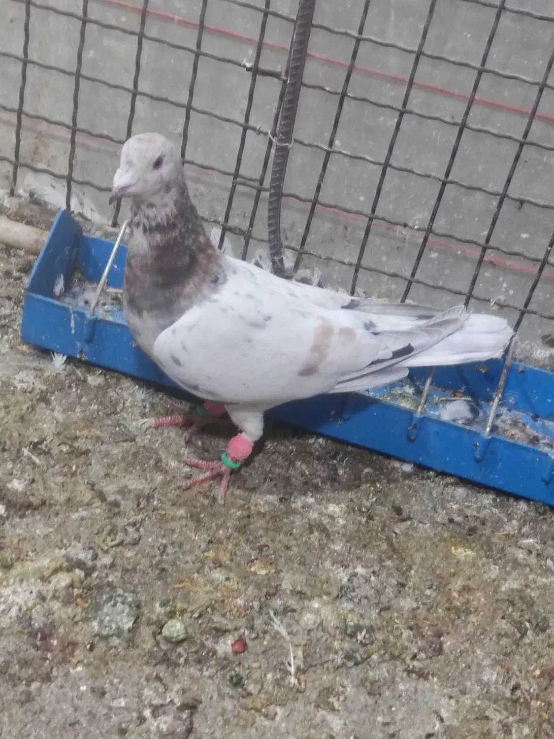 یه جفت کوهی فروش میرود|پرنده|اسدآباد, |دیوار