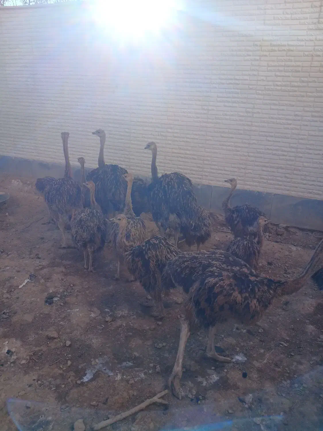 شترمرغ درهمدلن|حیوانات مزرعه|قزوین, |دیوار