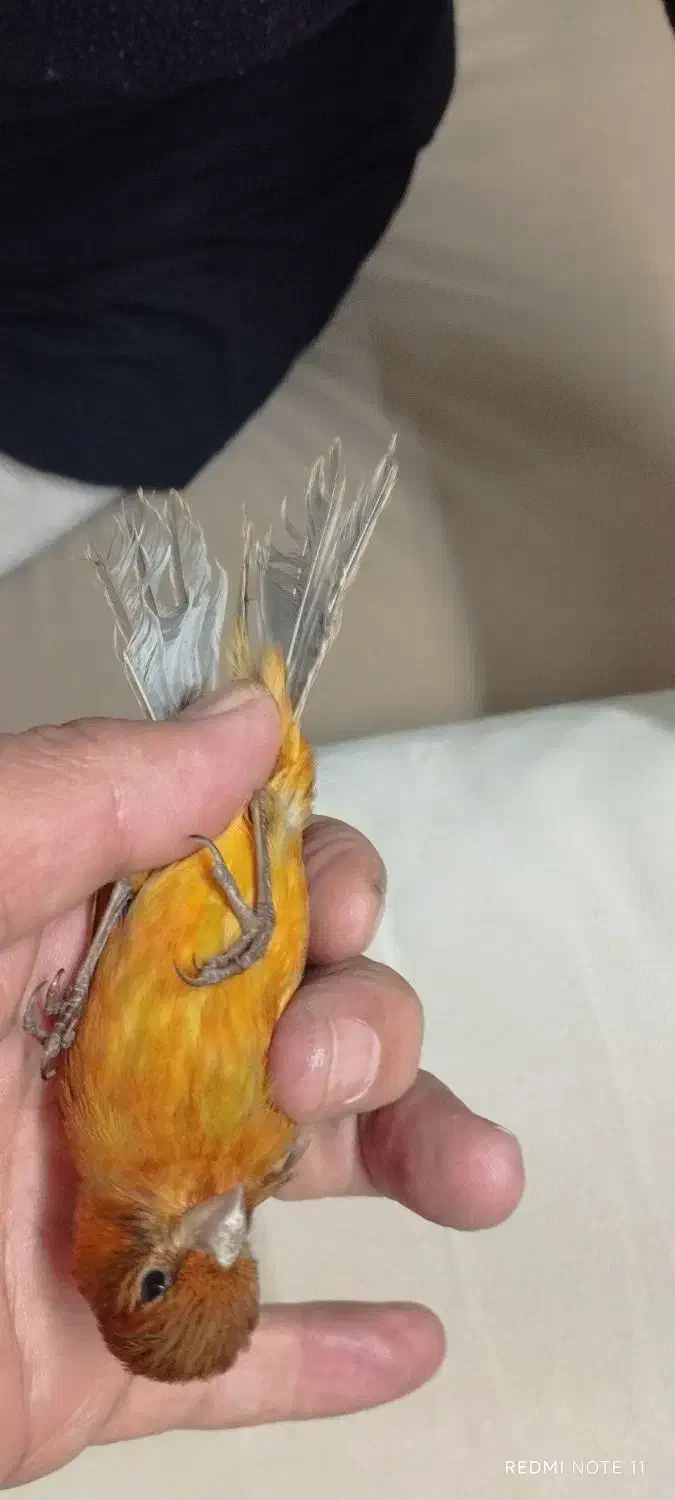 قناری ماده دارچینی سوخته|پرنده|مشهد, ادیب نیشابوری (شهرک غرب)|دیوار