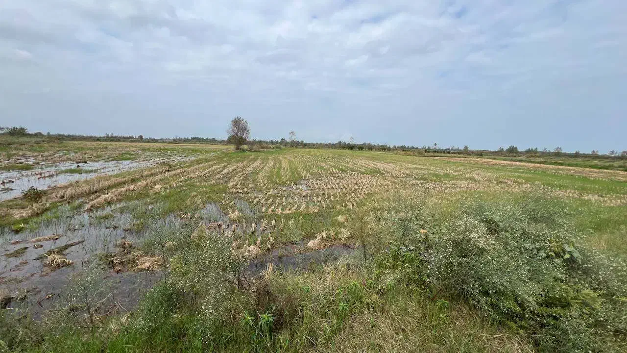 فروش زمین برنج کاری با2تن عملکرد/برجاده اصلی|فروش زمین و ملک کلنگی|رودبنه, |دیوار