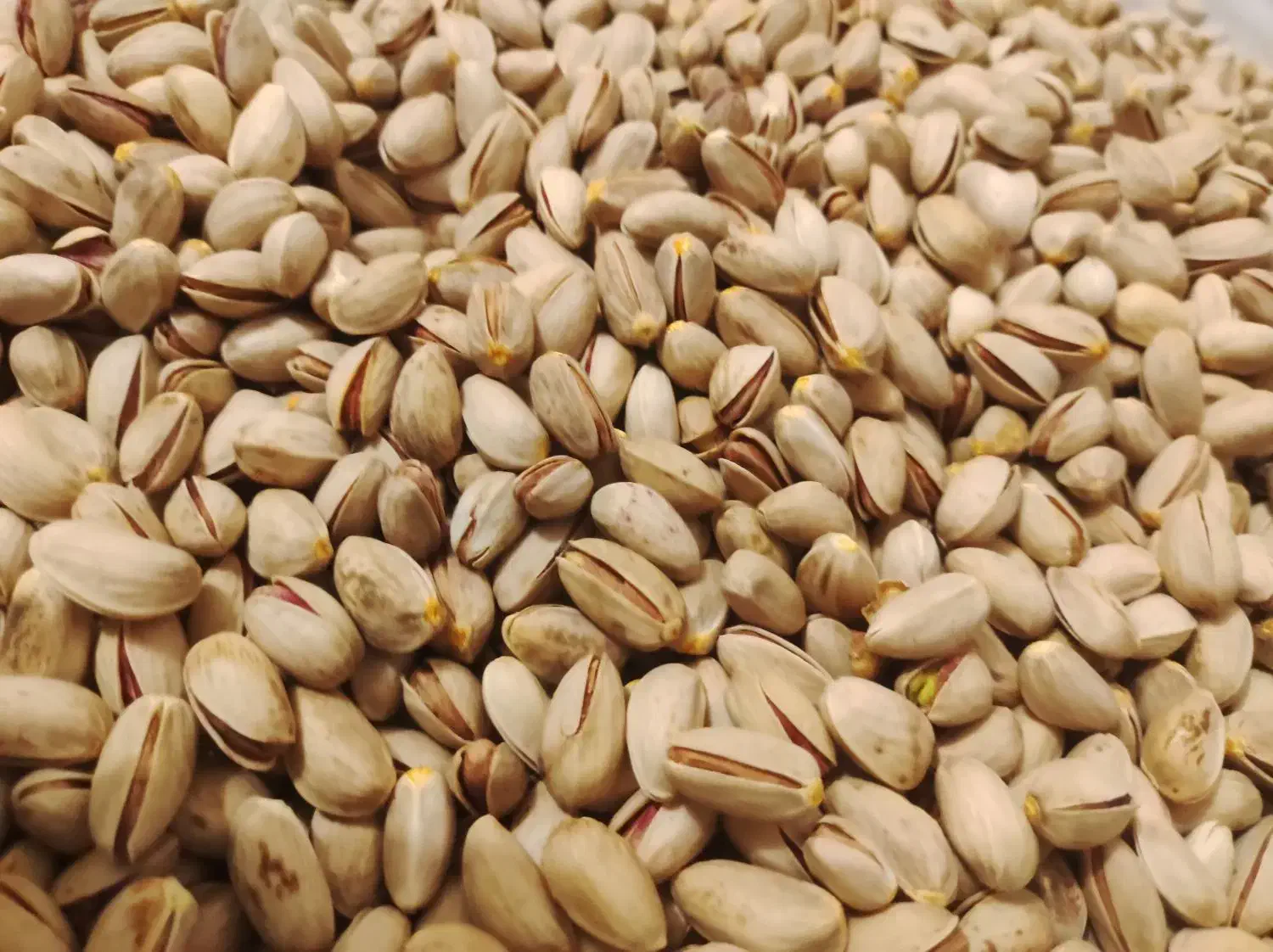 پسته|خوردنی و آشامیدنی|هامون, |دیوار