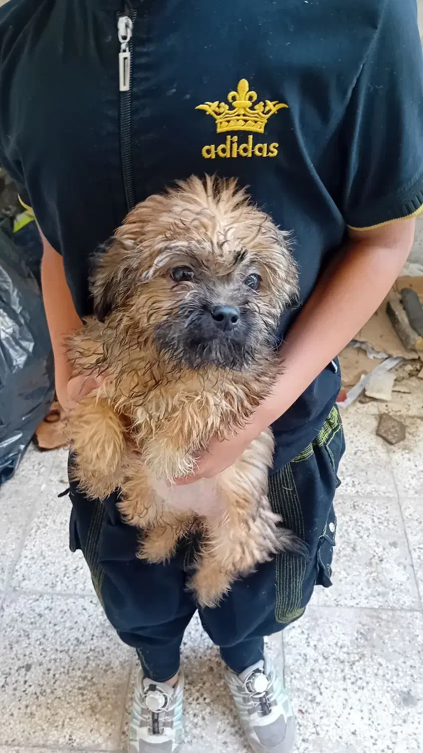 توله سگ شیتزو پامر|سگ|مشهد, امیرآباد|دیوار