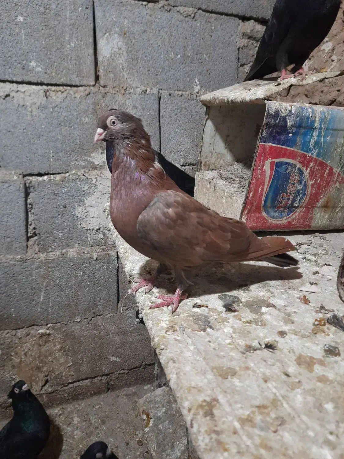 ماده سرخ|پرنده|شهرضا, |دیوار