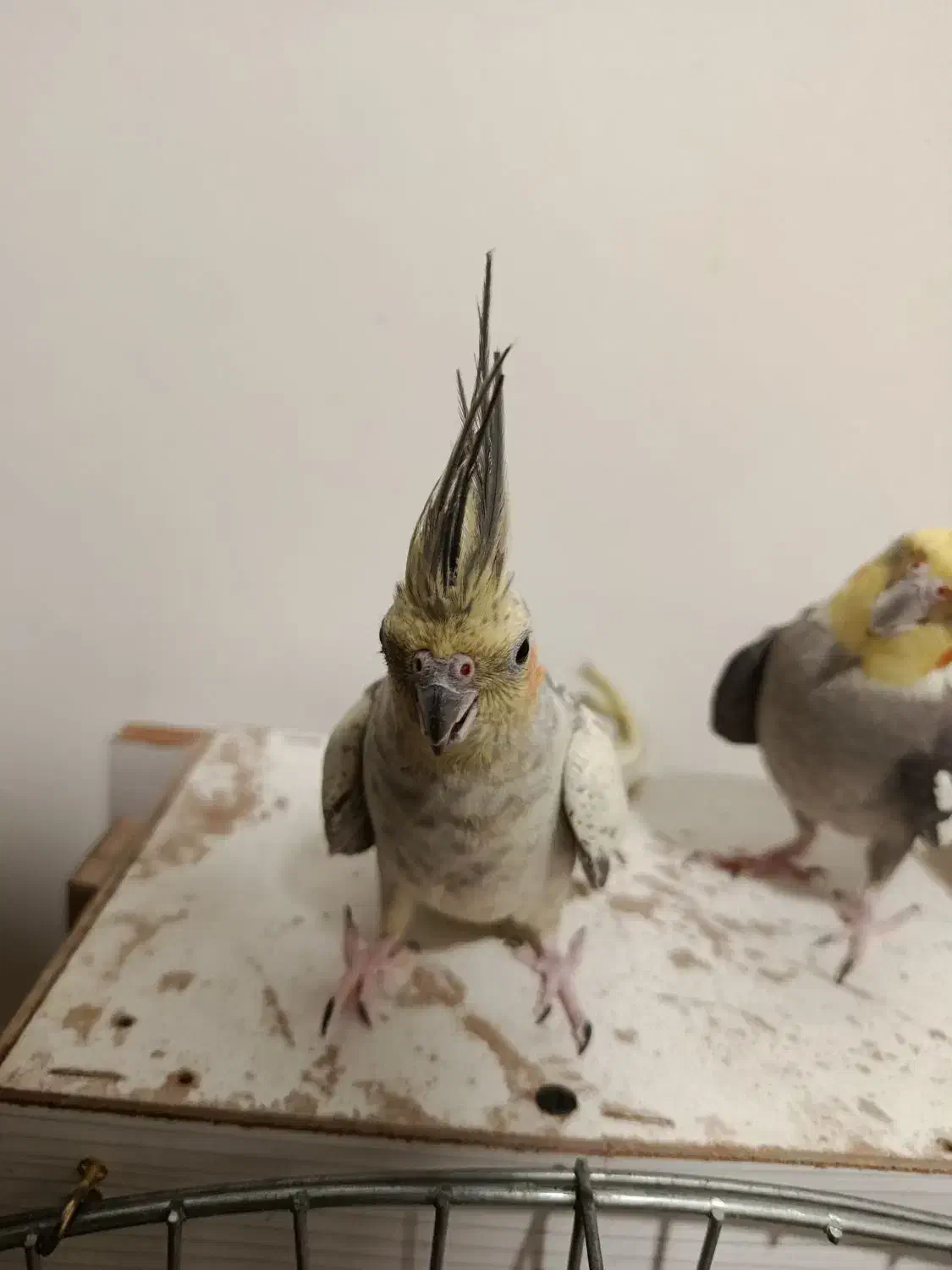 عروس هلندی|پرنده|تهران, قیطریه|دیوار