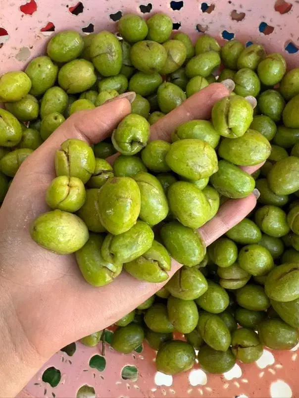 زیتون شکسته درشت|خوردنی و آشامیدنی|منجیل, |دیوار