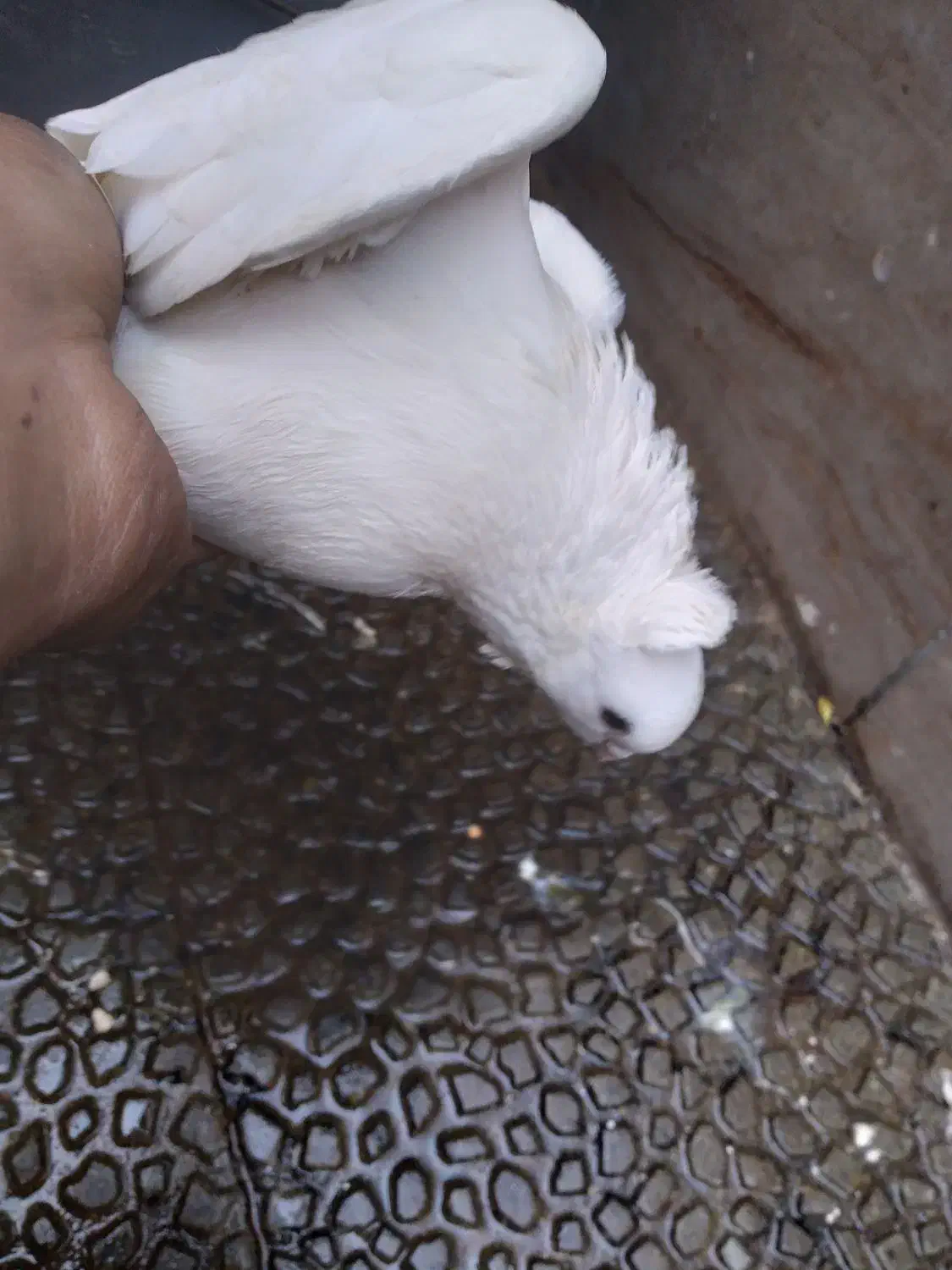 کفتر بلژیکی نر سفید، سالم و جوان|پرنده|رباط‌کریم, نصیرشهر|دیوار