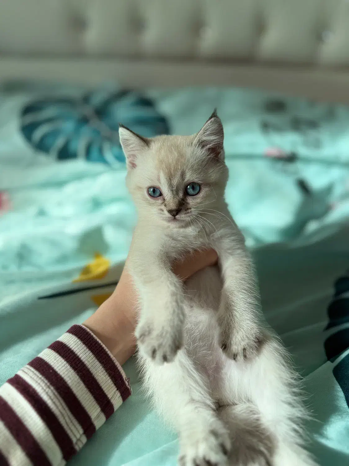 پیشی ملوسک|گربه|گنبد کاووس, |دیوار