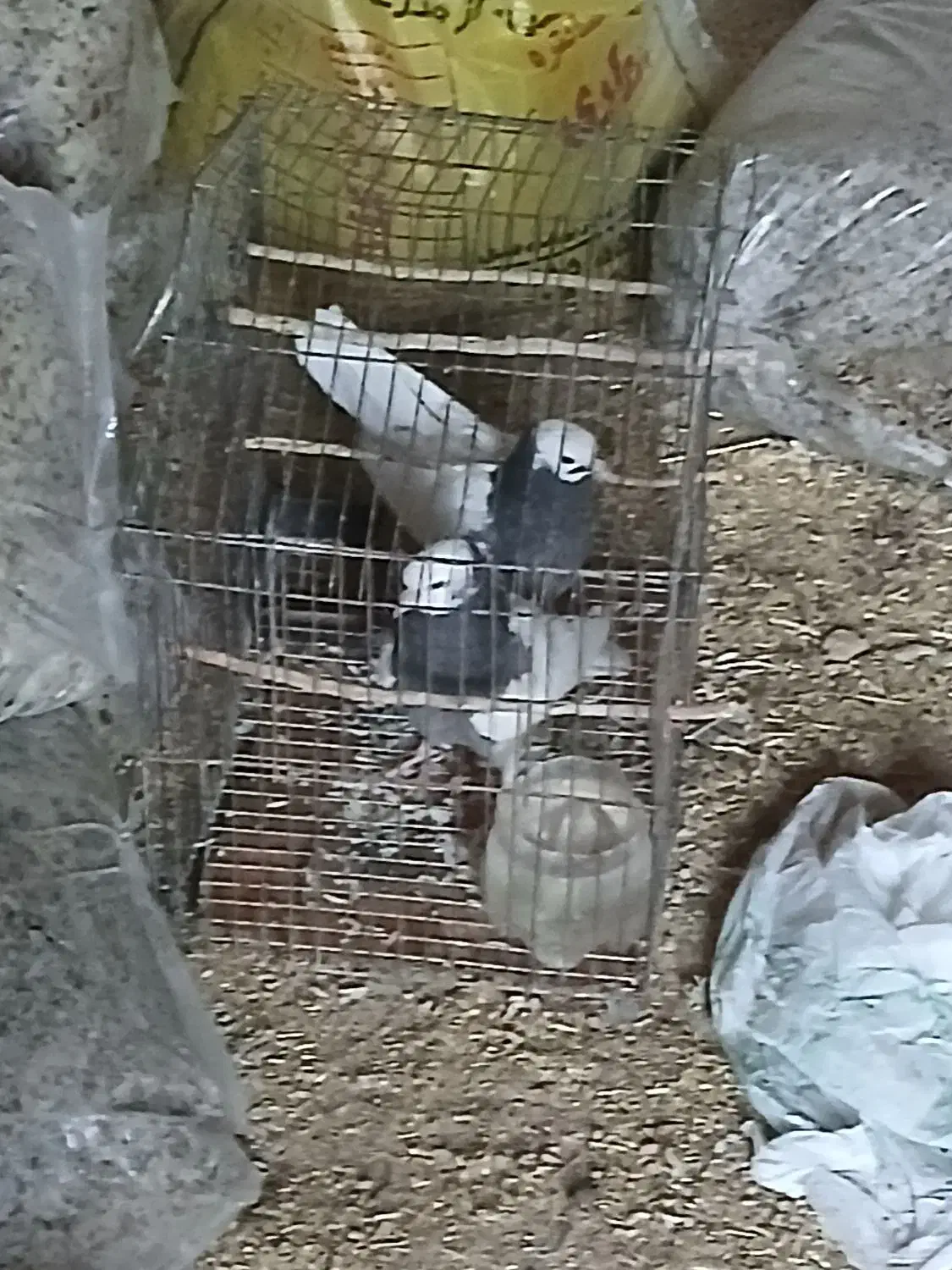 کبوتر|پرنده|درمیان, |دیوار