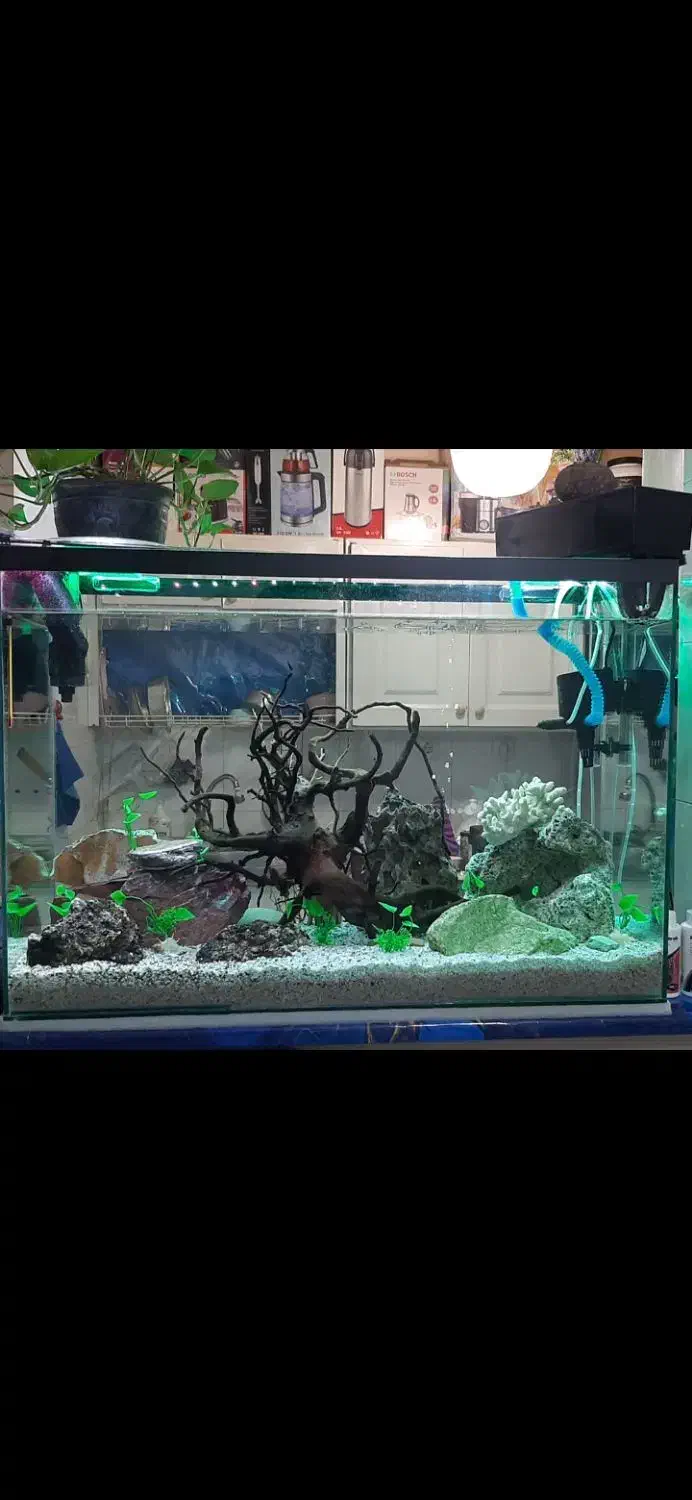 اکواریوم حرفه ای|ماهی|زنجان, |دیوار