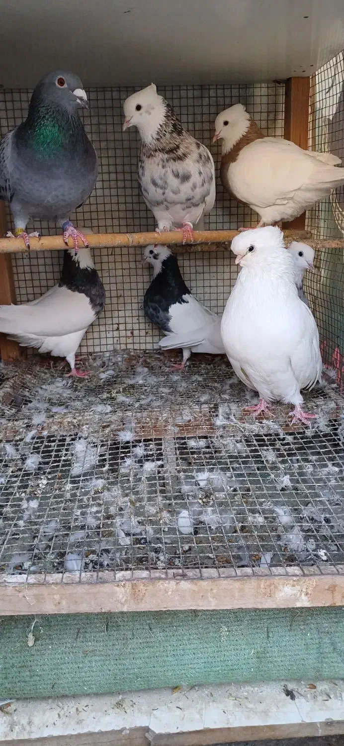 پرنده|پرنده|مینودشت, |دیوار