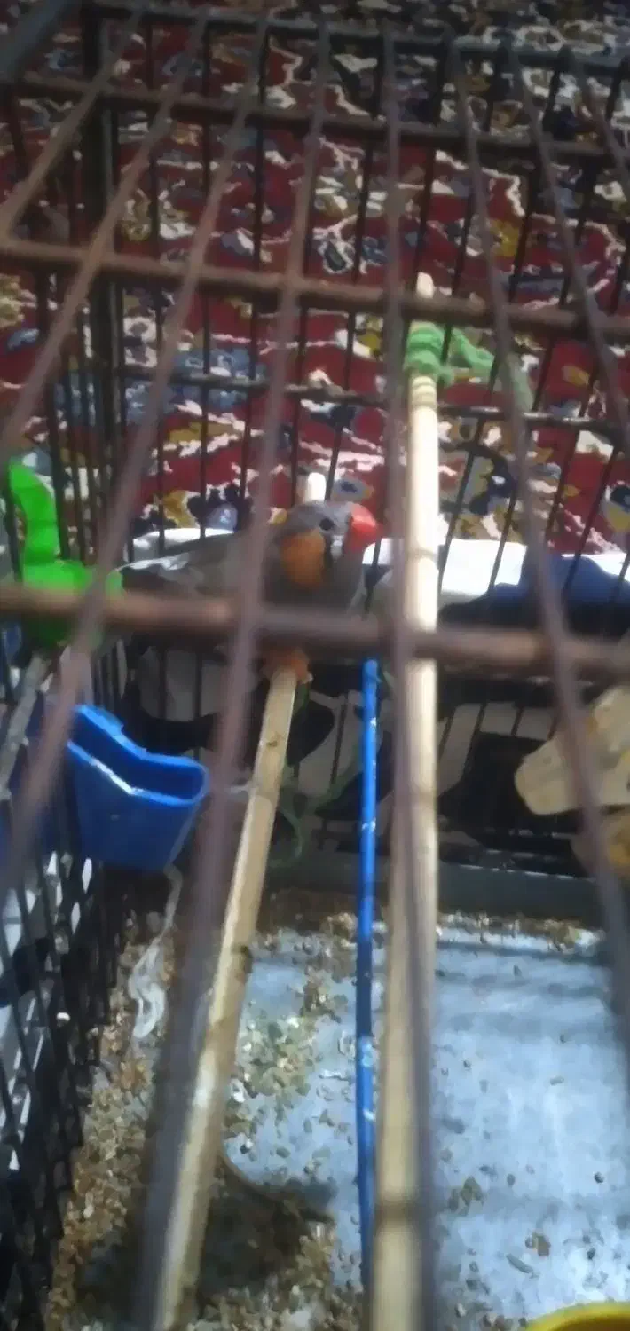 یک جفت فنچ نروماده|پرنده|قرچک, امین آباد|دیوار