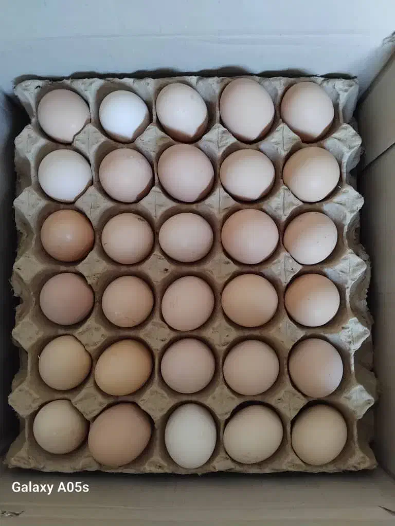 تخم مرغ|خوردنی و آشامیدنی|بندر ماهشهر, |دیوار