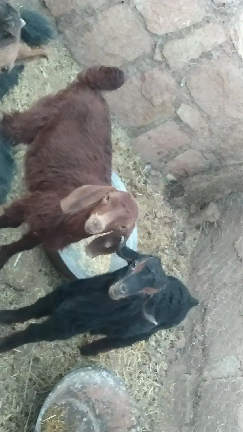 الاغ جوان و ۳ تا بزغاله|حیوانات مزرعه|کوهدشت, |دیوار