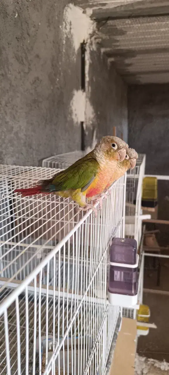 عروس هلندی، گرینچیک، فنچ، کوتوله|پرنده|زابل, |دیوار