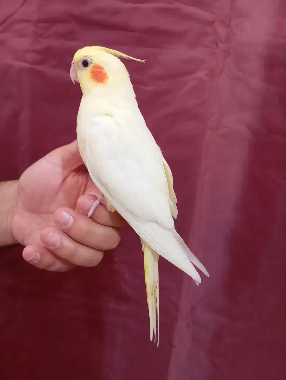 عروس هلندی و کوتوله|پرنده|کرمان, |دیوار