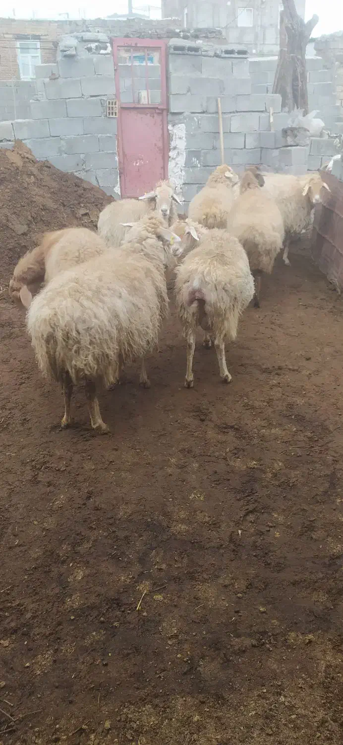 گوسفند دامازدیغ|حیوانات مزرعه|مشگین شهر, |دیوار