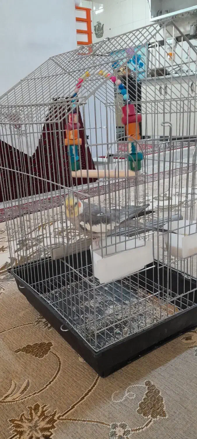 طوطی هلندی|پرنده|بروجرد, |دیوار