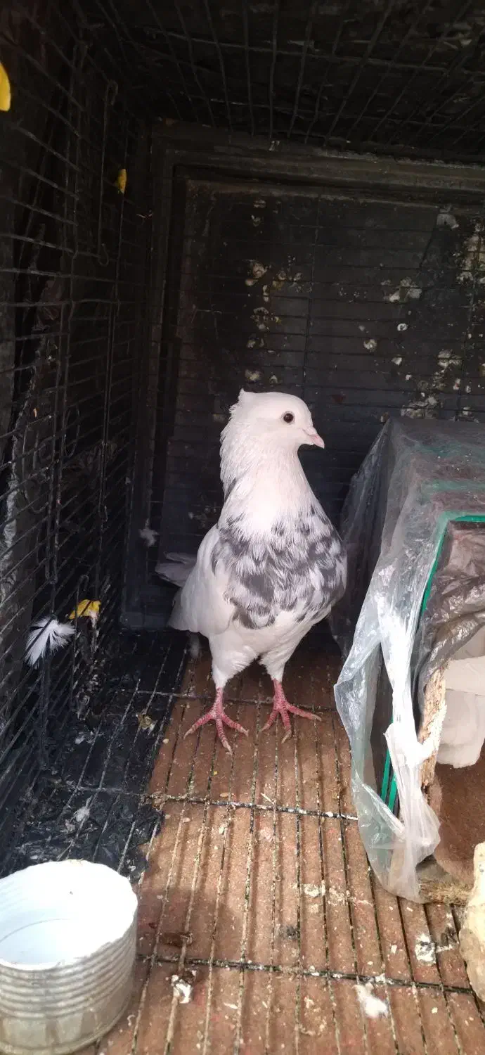 کبوتر طوقی|پرنده|شهرکرد, |دیوار