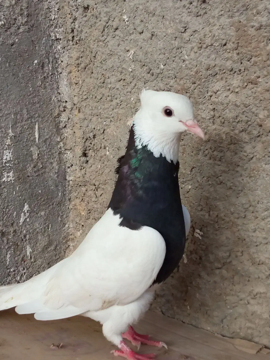 طوقی سیاه ماده تنظیم ۴۵۰|پرنده|خورموج, |دیوار