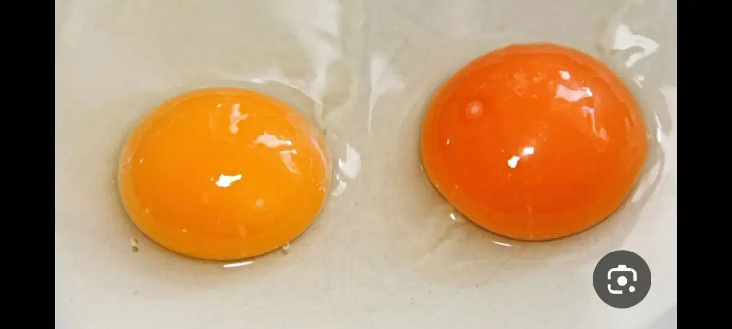 پخش تخم مرغ زرد طلایی ،مستقیم از مرغداری|خوردنی و آشامیدنی|کرج, مطهری|دیوار