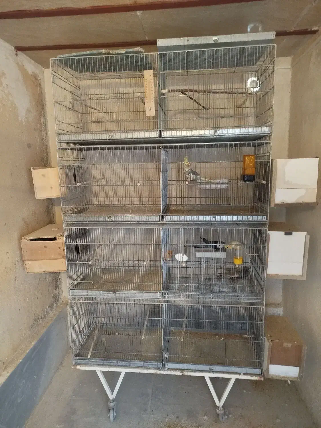 عروس هلندی و قفس هشت خان|پرنده|ساوه, |دیوار