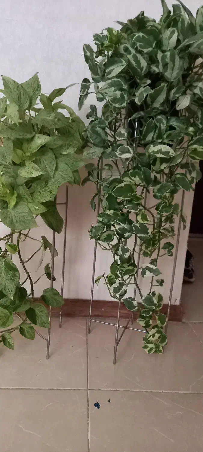 پایه گلدان فلزی نقره ای|گل و گیاه طبیعی|فولادشهر, مسکن مهر فولادشهر|دیوار