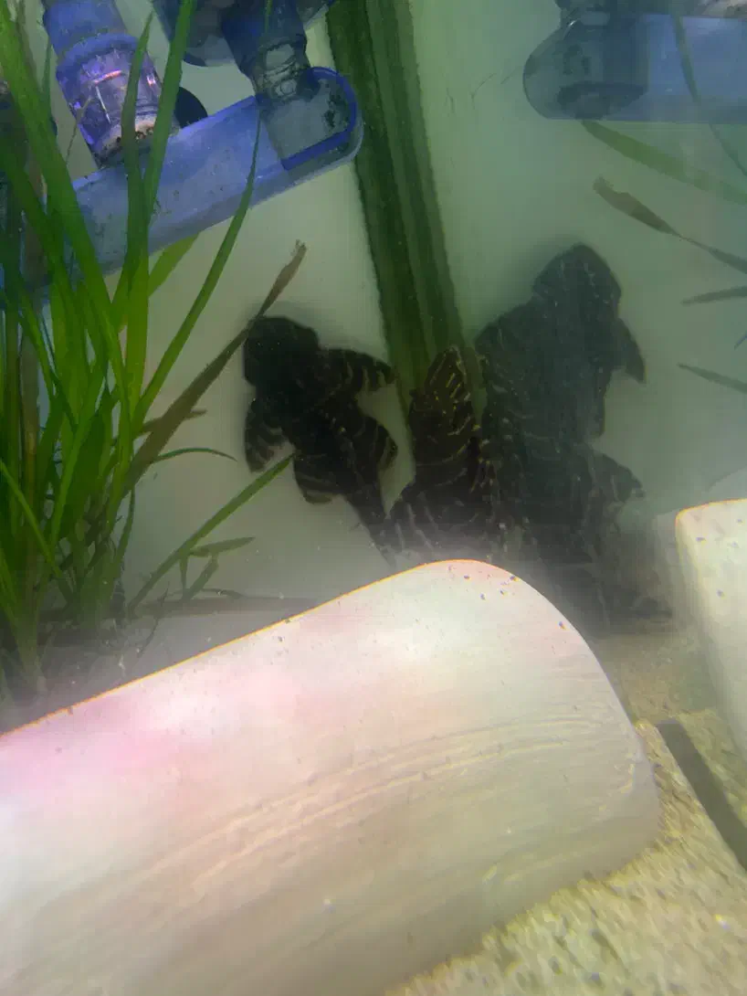 L204|ماهی|کرج, شاهین‌ویلا|دیوار