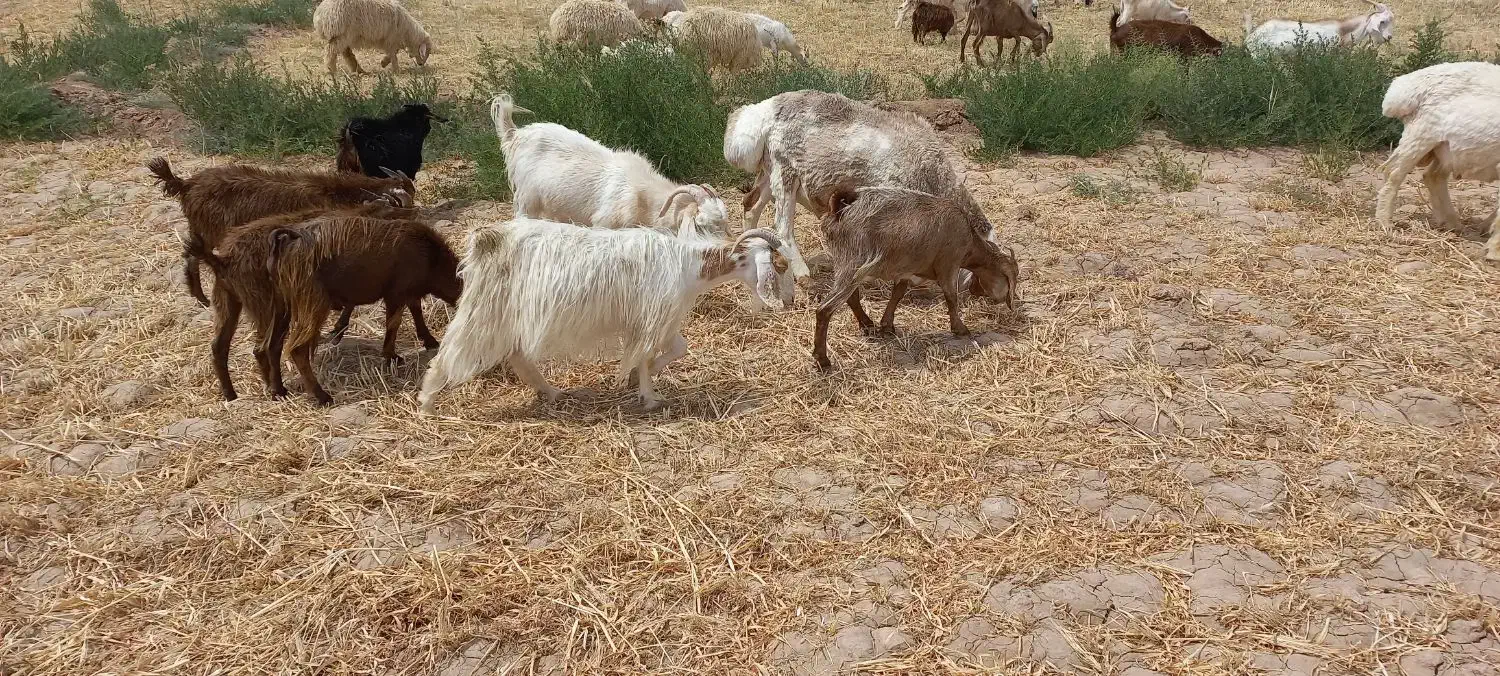 بز زاییده|حیوانات مزرعه|قائن, |دیوار