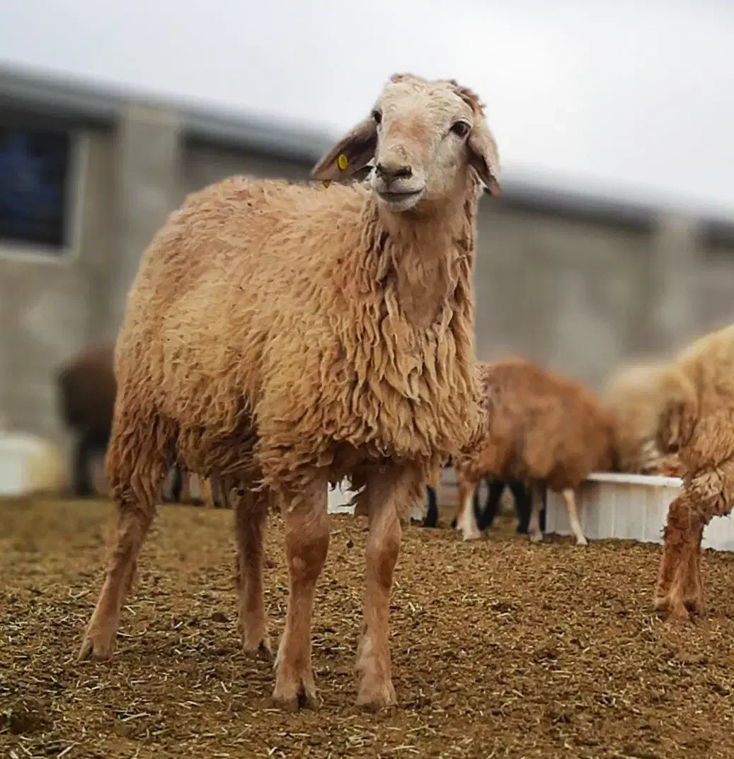 ۶۰ راس بره نر پرواری|حیوانات مزرعه|دهدشت, |دیوار