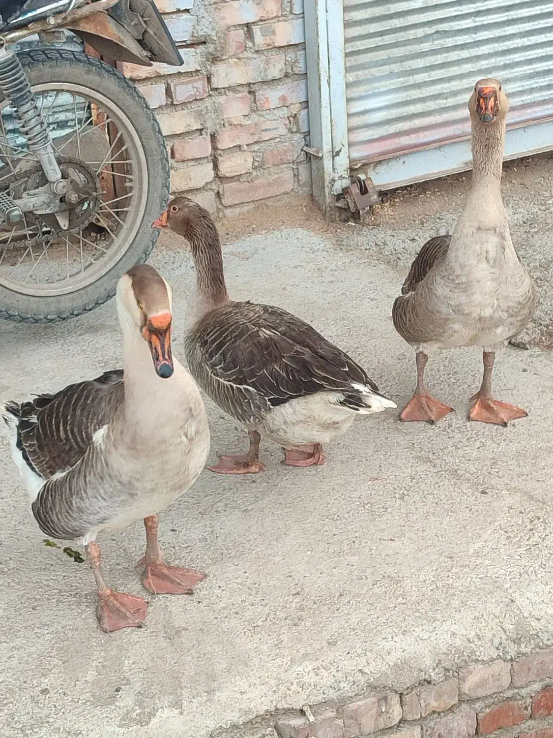 غاز|حیوانات مزرعه|مرند, |دیوار