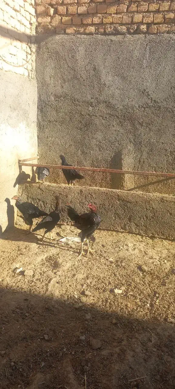 مرغ وخروس لاری|حیوانات مزرعه|گلبهار, شهر جدید گلبهار|دیوار