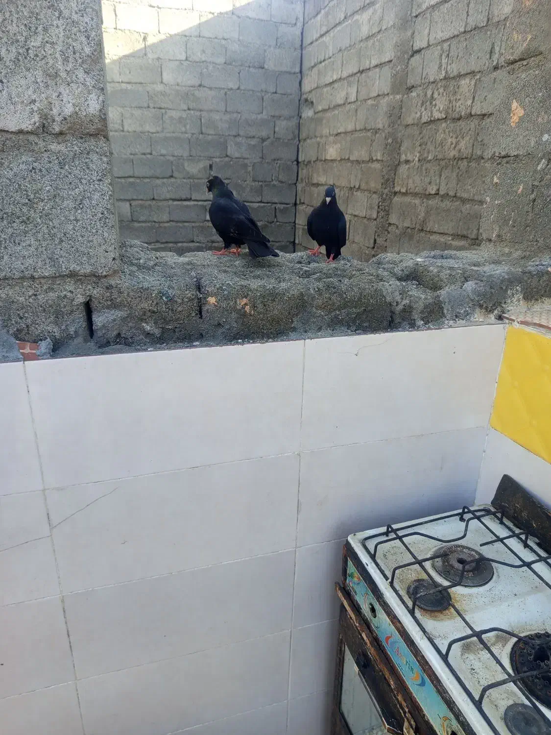 کفتر|پرنده|رودان, |دیوار