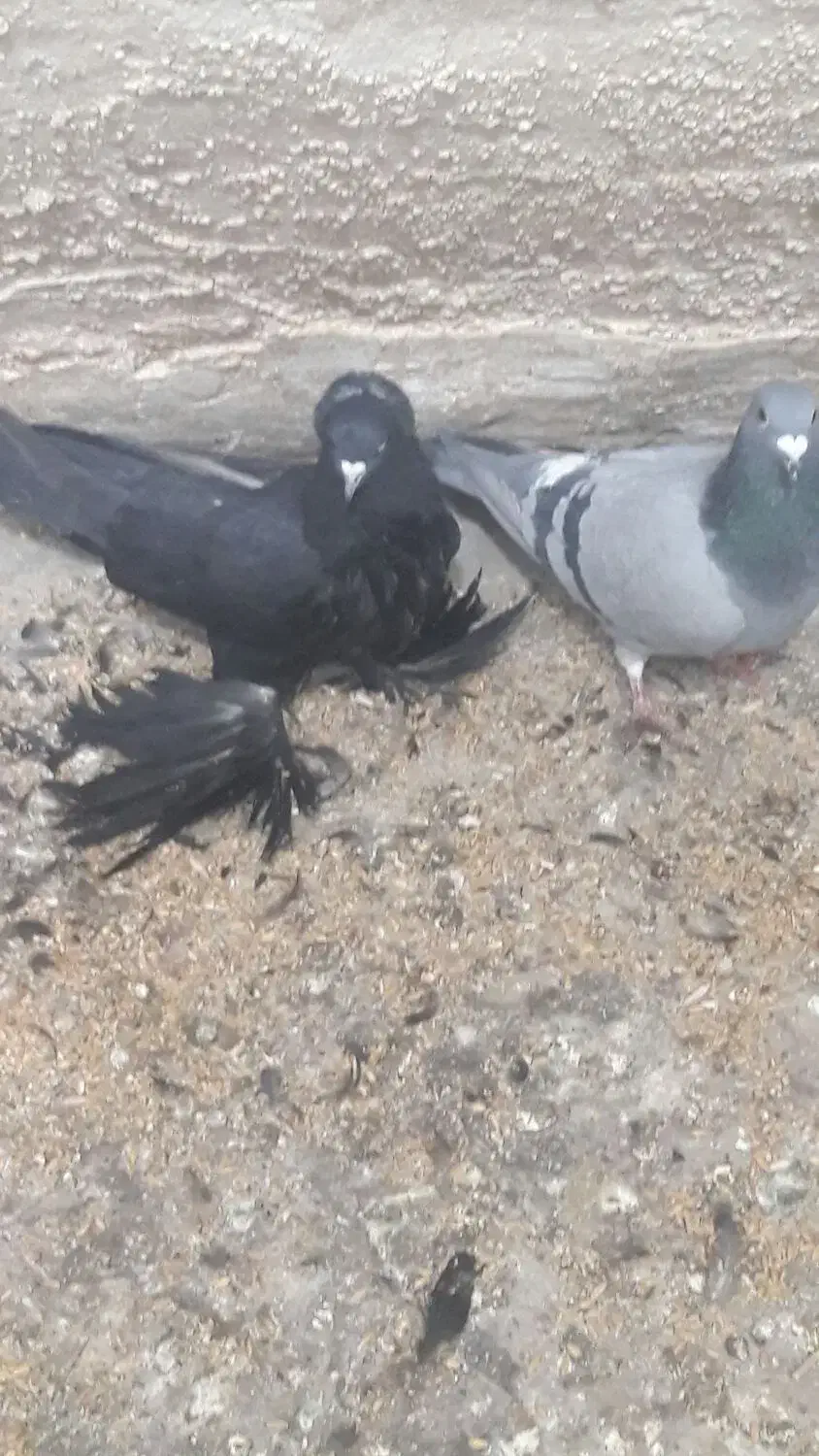 فروش کبوتر|پرنده|بستان آباد, |دیوار