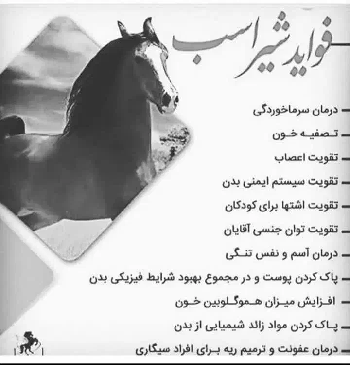 شیر اسب مهریز|اسب و تجهیزات اسبسواری|مهریز, |دیوار