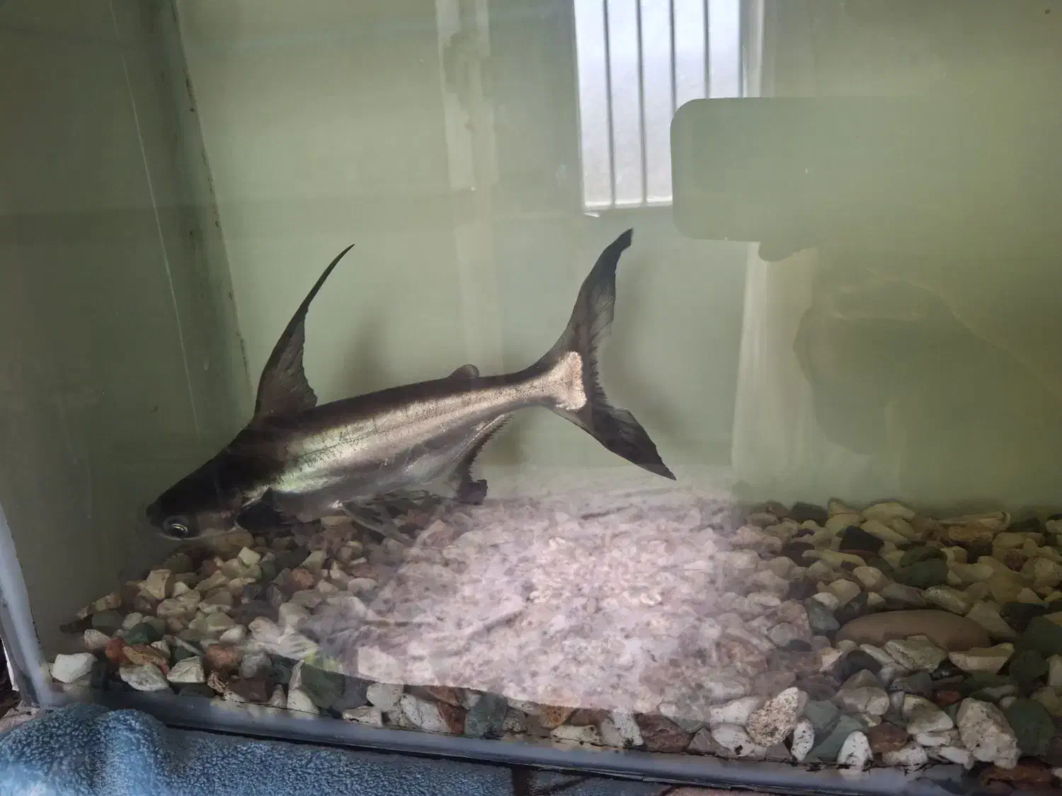 کوسه ماهی|ماهی|بندرعباس, |دیوار