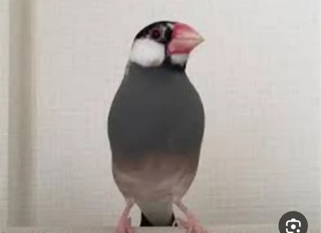 فنچ نرگسی سالم جفتی  800|پرنده|اصفهان, سپاهان‌شهر|دیوار