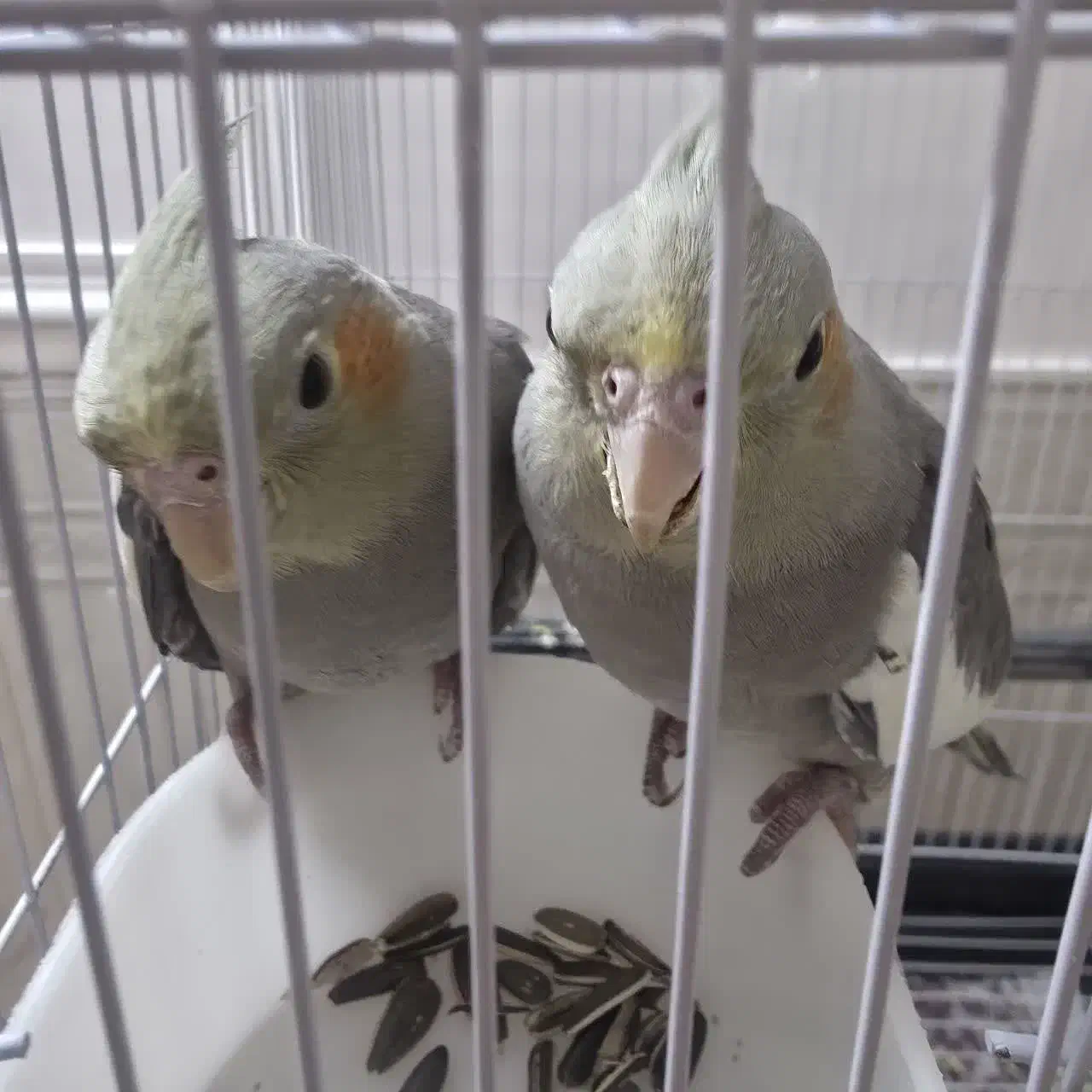 جوجه‌عروس دون‌خور|پرنده|قم, شهرک قدس|دیوار