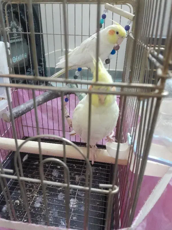 سخنگو رخ به رخ|پرنده|شاهدشهر, |دیوار