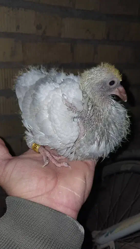 کفتر|پرنده|مرودشت, ژیان|دیوار