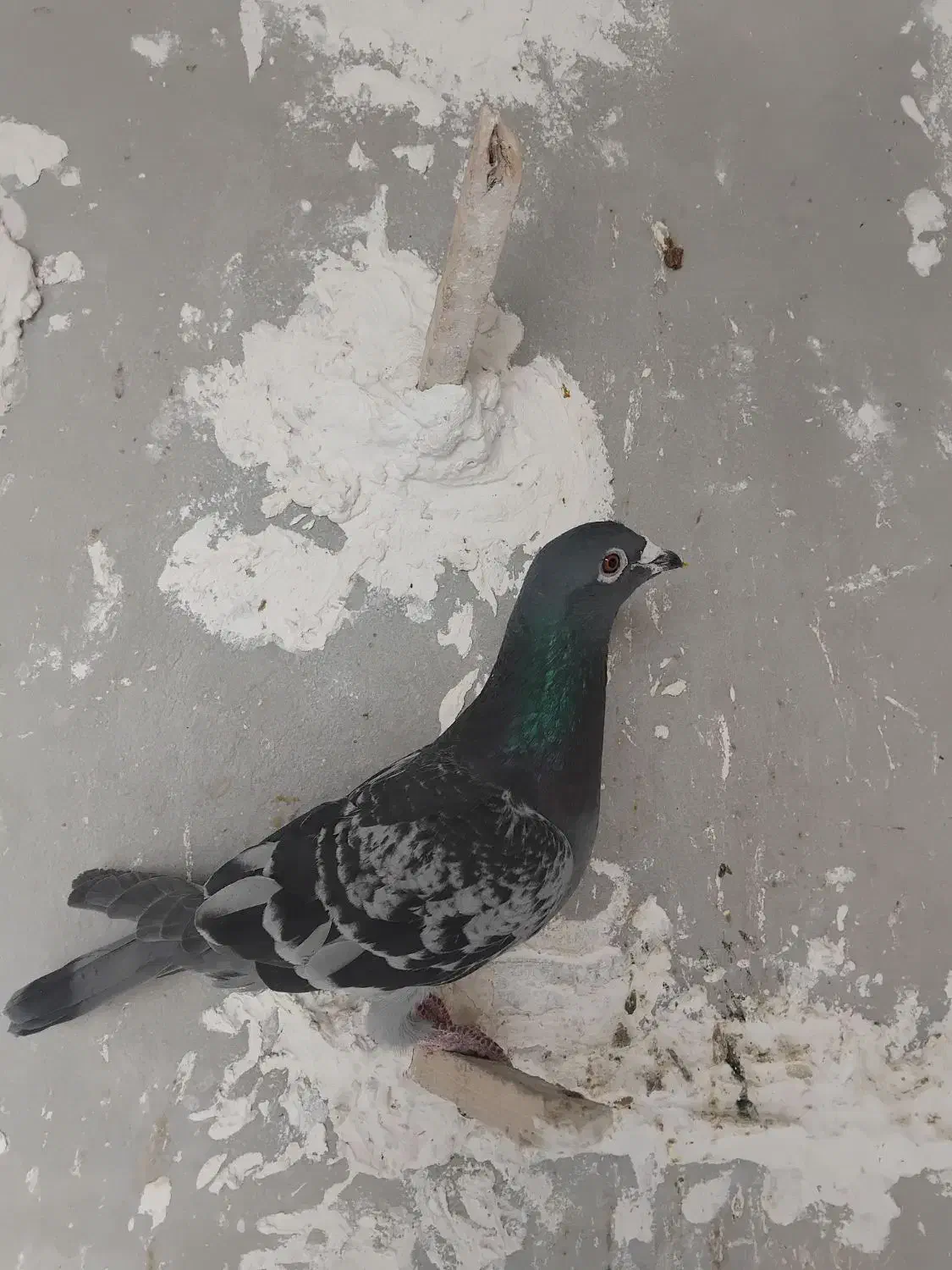 کفتر فروشی|پرنده|شیروان (خراسان), |دیوار