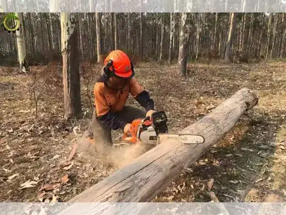 قطع درختان مزاحم و بی ثمر|خدمات باغبانی و درختکاری|شوشتر, |دیوار