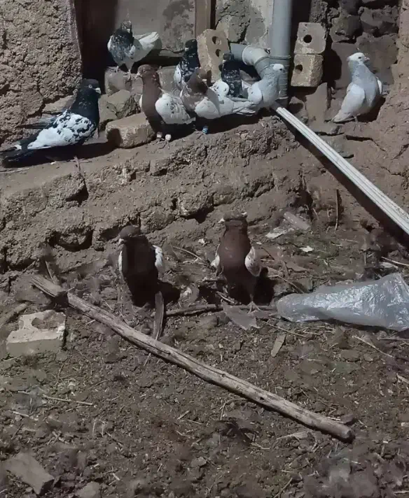 10 عدد کله زرد و سیاه وطوقی|پرنده|تربتحیدریه, رجایی|دیوار