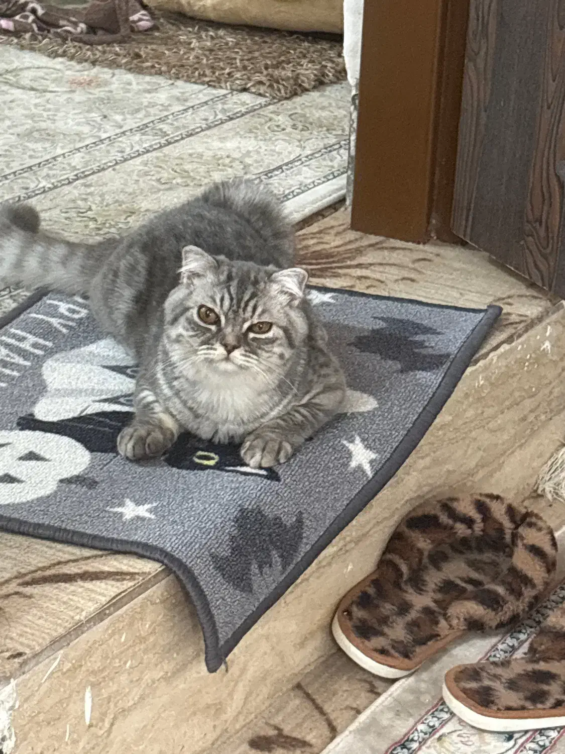 واگذاری بریتیش ۶ ماهه|گربه|ایرانشهر, |دیوار