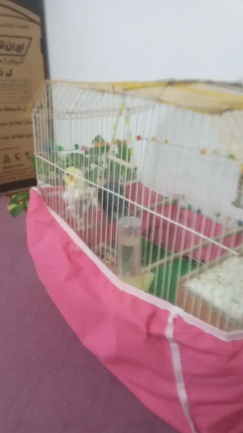 دوعدد عروس هلندی|پرنده|ایذه, |دیوار