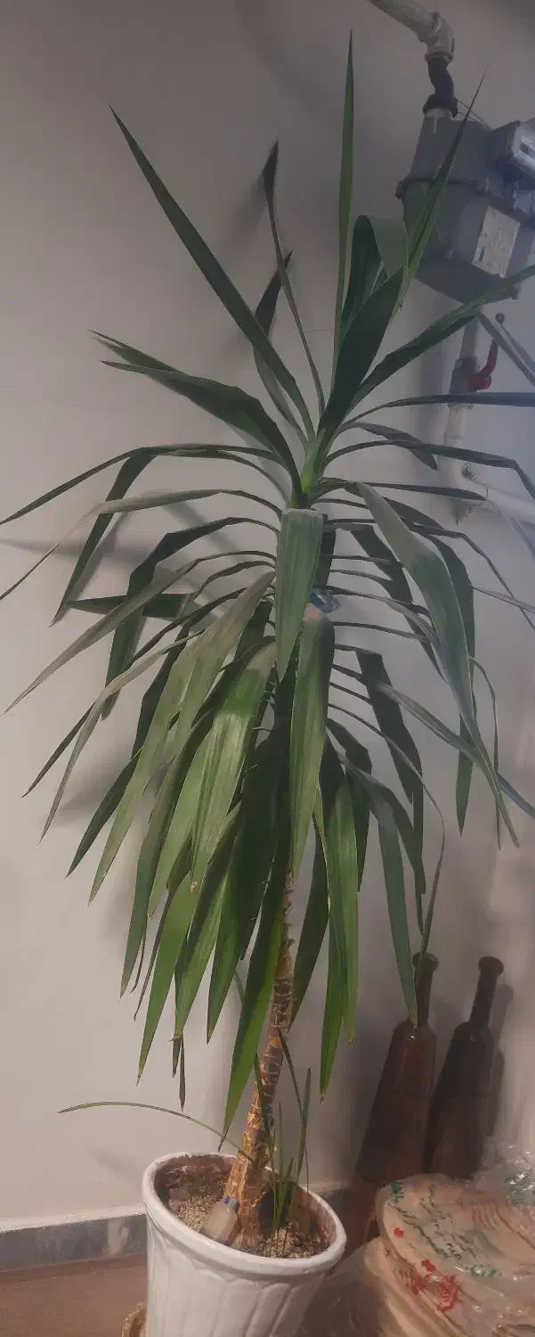 گل آپارتمانی یوکا|گل و گیاه طبیعی|تبریز, |دیوار