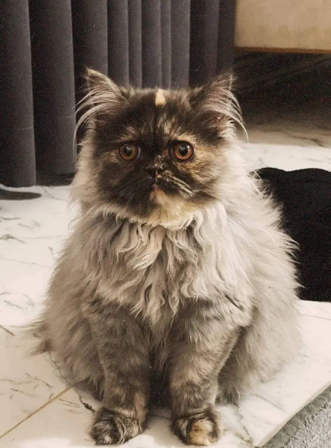 گربه پرشین دوساله ماده|گربه|ساری, |دیوار