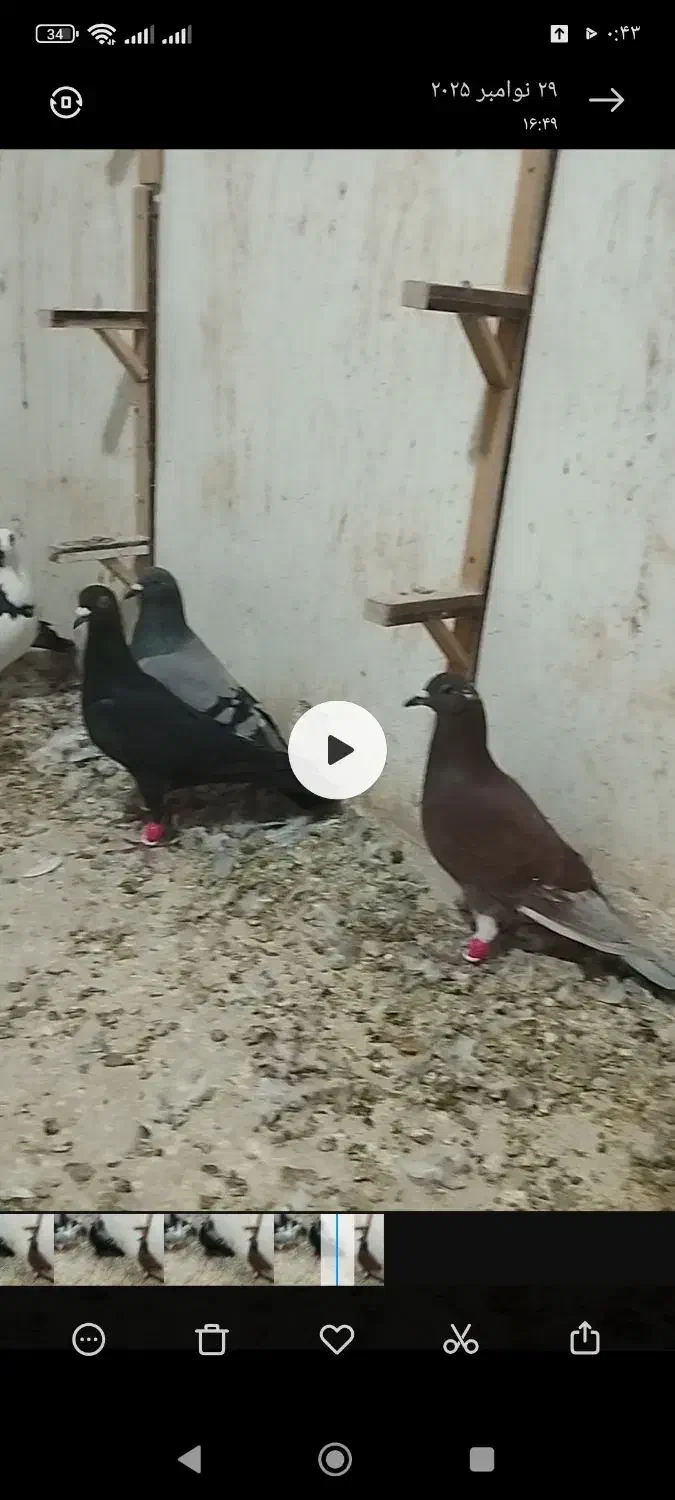 ۱۶عدد کفتر آلمانی و رنگه|پرنده|آبکوه, |دیوار